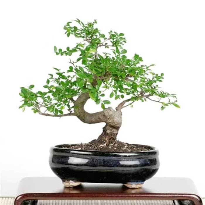 Eastern Leaf Chinese Elm Review