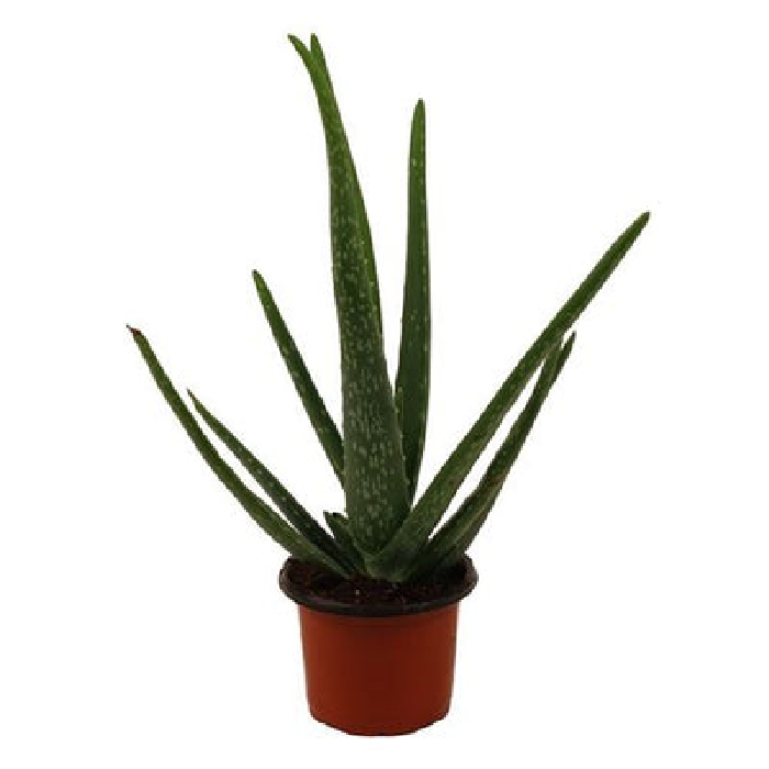 The Nested Fig Live Plant - Aloe Vera Review
