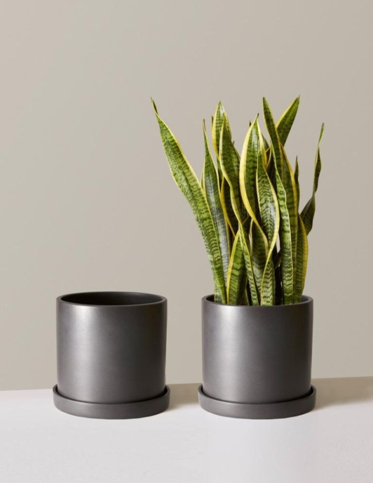 The Sill Planters Reviews