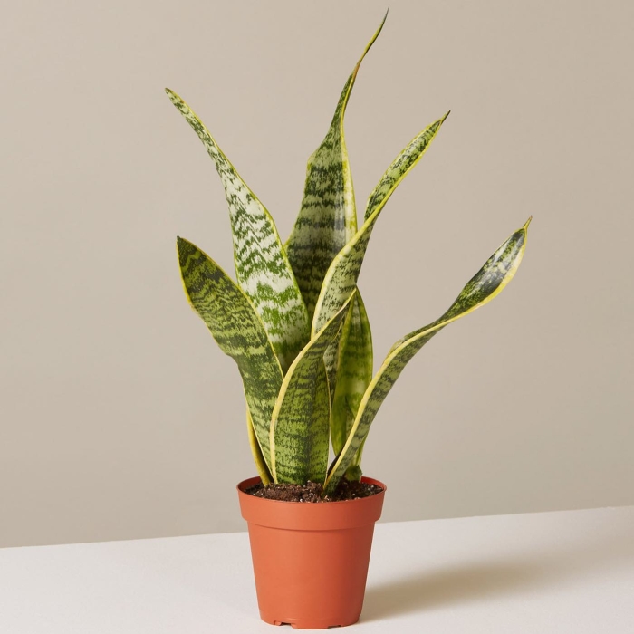 The Sill Snake Plant Laurentii Reviews